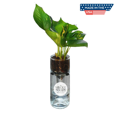 SELF WATERING PLANTER KIT IN CLEAR